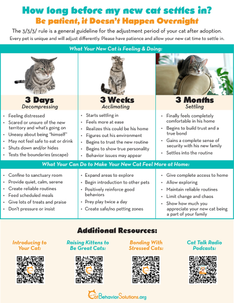 About new kitten?