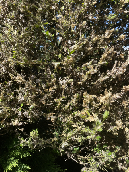 Box Tree Caterpillar/moth