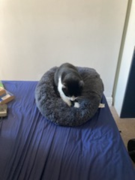 A Very Great Quantity Of Excellent Cats