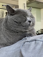 Thread 9 - TalkLair: “Russell's teapot goes on being round”