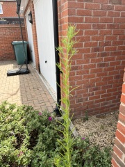 Plant or weed?