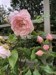 Rose Appreciation Thread