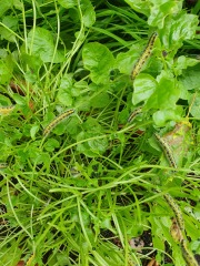 What have you done in the garden today? Part 3
