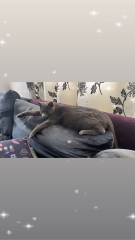What's best for an old stray?