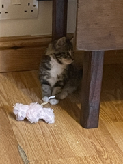Further Adventures of the Excellent Cats