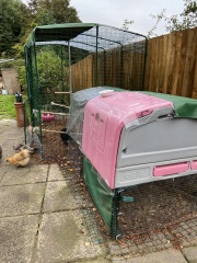 Does anyone keep chickens?