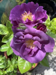 Rose Appreciation Thread