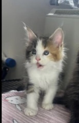 Does anyone want to help me name my new kitten?