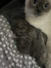 Cat just had kitten help