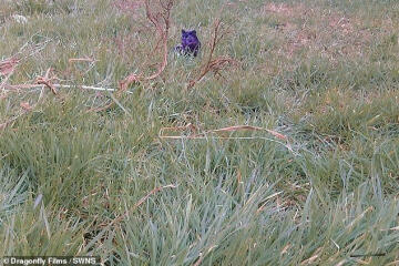 “Possible evidence of big cat in wild in new clearest picture”