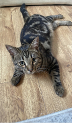 Further Adventures of the Excellent Cats