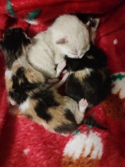 Cat just had kitten help