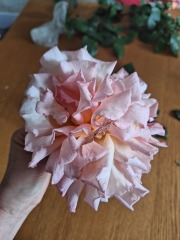Wish me luck with these rose cuttings