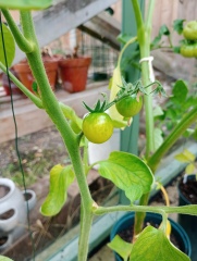 The Vegetable Patch Mark 2