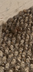 Can anyone identify this spider ***TW PHOTO***