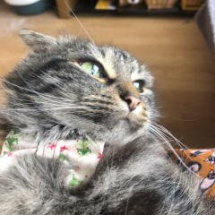 Further Adventures of the Excellent Cats