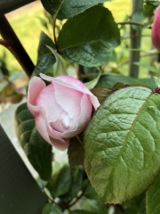 Rose Appreciation Thread