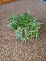 Can I do anything to revive this plant?
