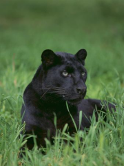 “Possible evidence of big cat in wild in new clearest picture”