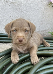 Can we name him Freddo?