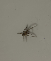 Can anyone identify this spider ***TW PHOTO***