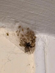 Fucking spider had BRED 🤮