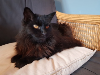 Further Adventures of the Excellent Cats