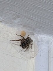 Fucking spider had BRED 🤮