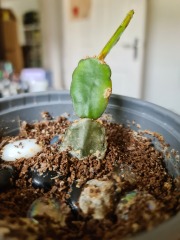 Christmas cactus: is this done for?
