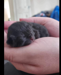 Rescue cat is suddenly very pregnant | UPDATE: we have kittens!