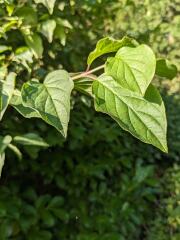 What is the name of this tree?
