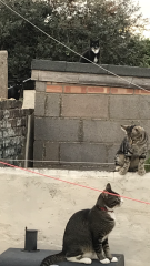 Neighbourhood cats?