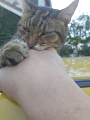 Thug cat part 5 - For he will not do destruction, if he is well-fed, neither will he spit without provocation.