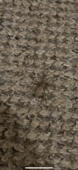 Can anyone identify this spider ***TW PHOTO***