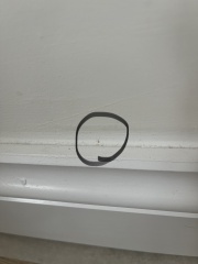 Tiny mites/lice on skirtings around house!!