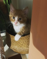 Further Adventures of the Excellent Cats