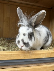 One of my rabbits just died