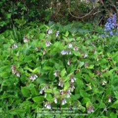 Shade-loving plants for a notorious plant killer