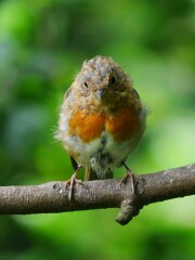 Thread 47- Covid GCSE Cohort - Summer's running away from us! 