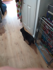 Further Adventures of the Excellent Cats