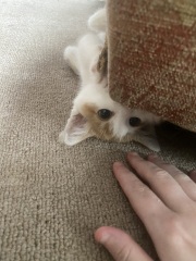 Who wants to see kitten pics?