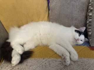 I appear to have cats