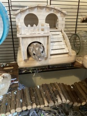 What's your pet doing right now?