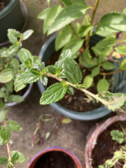 Please help me identify these plants