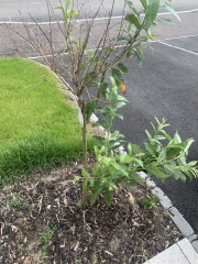 Why this plant done this