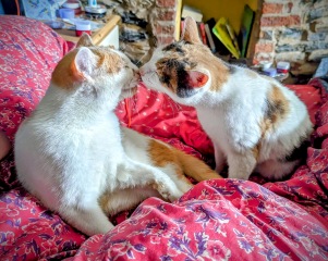 I absolutely LOVE cats