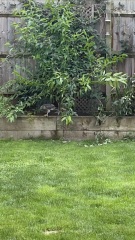 What bird of prey?