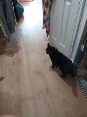 Further Adventures of the Excellent Cats