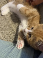 New kitten! He’s adorable but how to stop the biting and claws please?
