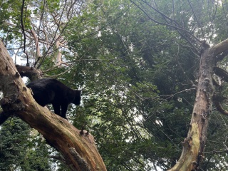 “Possible evidence of big cat in wild in new clearest picture”